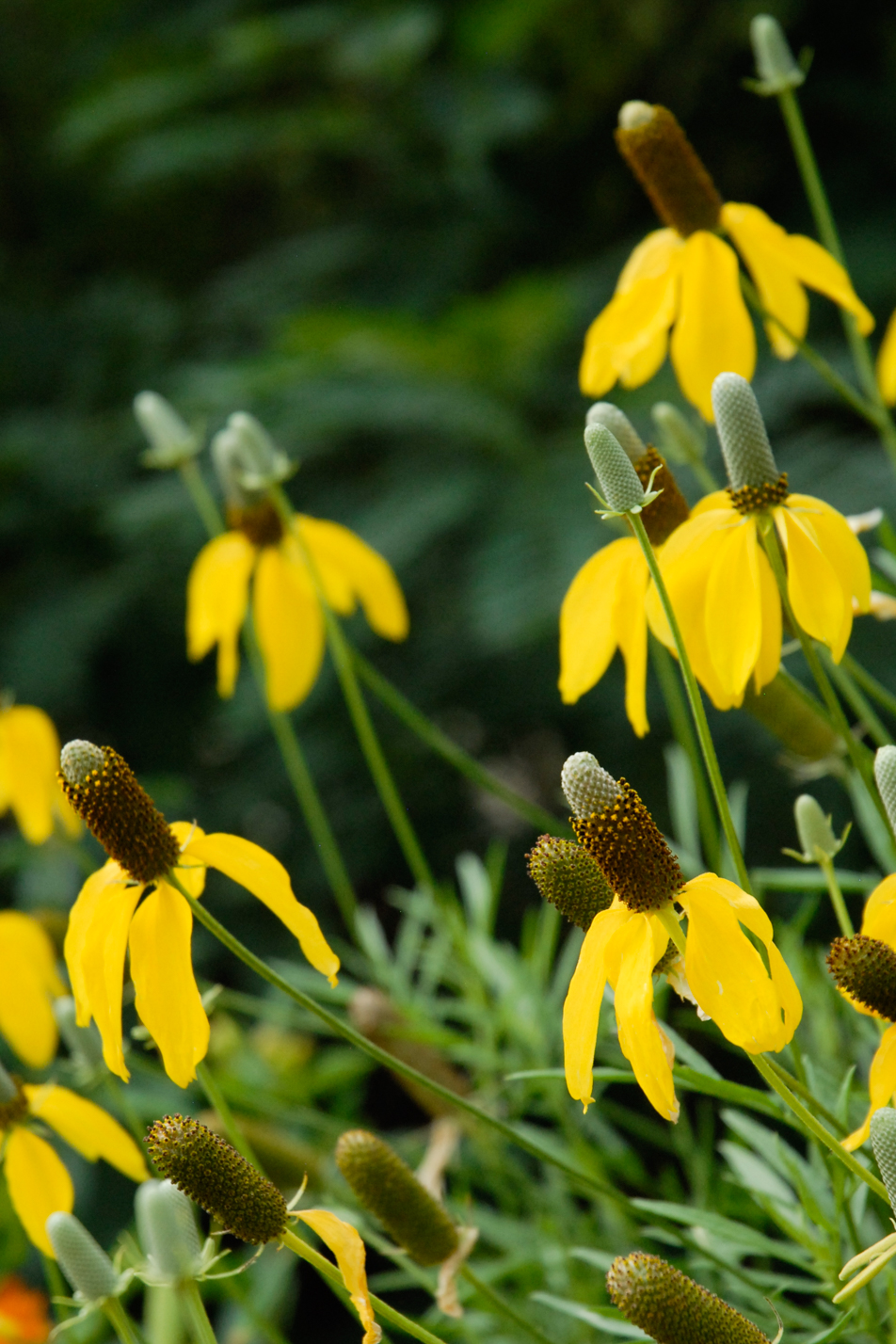 Prairie Coneflower